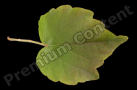 decal leaf 0007
